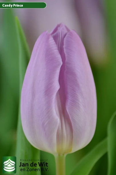 Candy Prince, -cm, 10 Stems, ANNIE BOX (SKU: 72863-5239-744)