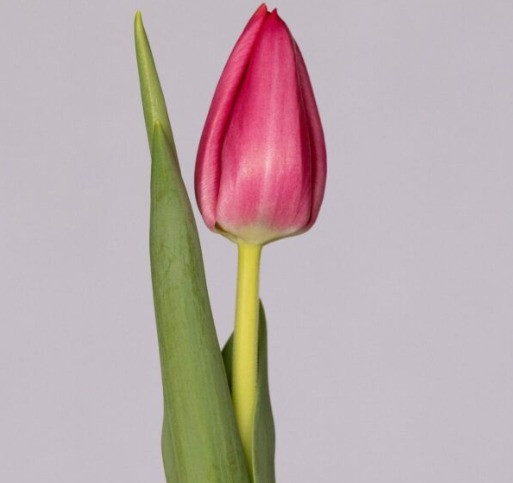 Frontline, -cm, 10 Stems, ANNIE BOX