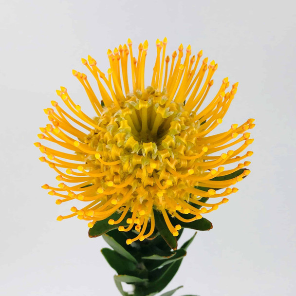 Protea Yellow, 5 Stems, TUTULI FLOWER FARMS