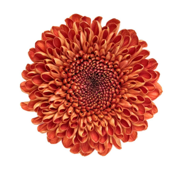 Bronze Marrakesh, 70cm, 10 Stems, GRUPO FLORISOL