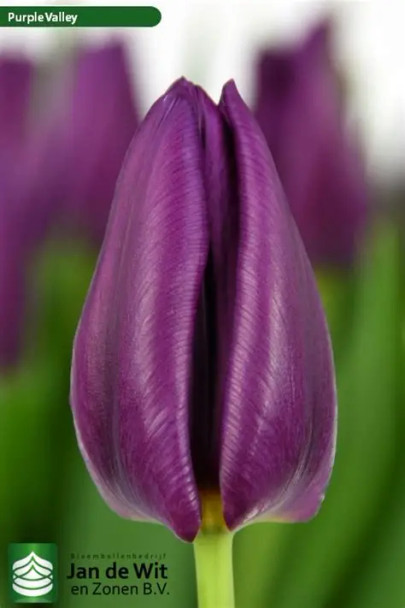 Purple valley, -cm, 10 Stems, ANNIE BOX