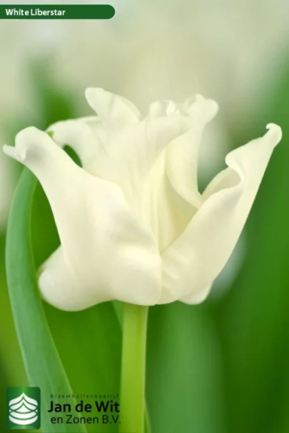 Lily White Liberstar, 34cm, 10 Stems, 30gr, ANNIE BOX (SKU: 73660-3782-744)