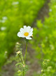Cosmos