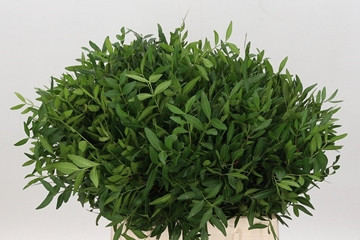 Pistacia leaves per bunch, 50cm, 10 Stems, Royal Flora Holland ...