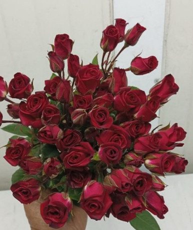 City Red, 60cm, 10 Stems, PIER ROSES - Victoria's Blossom INC