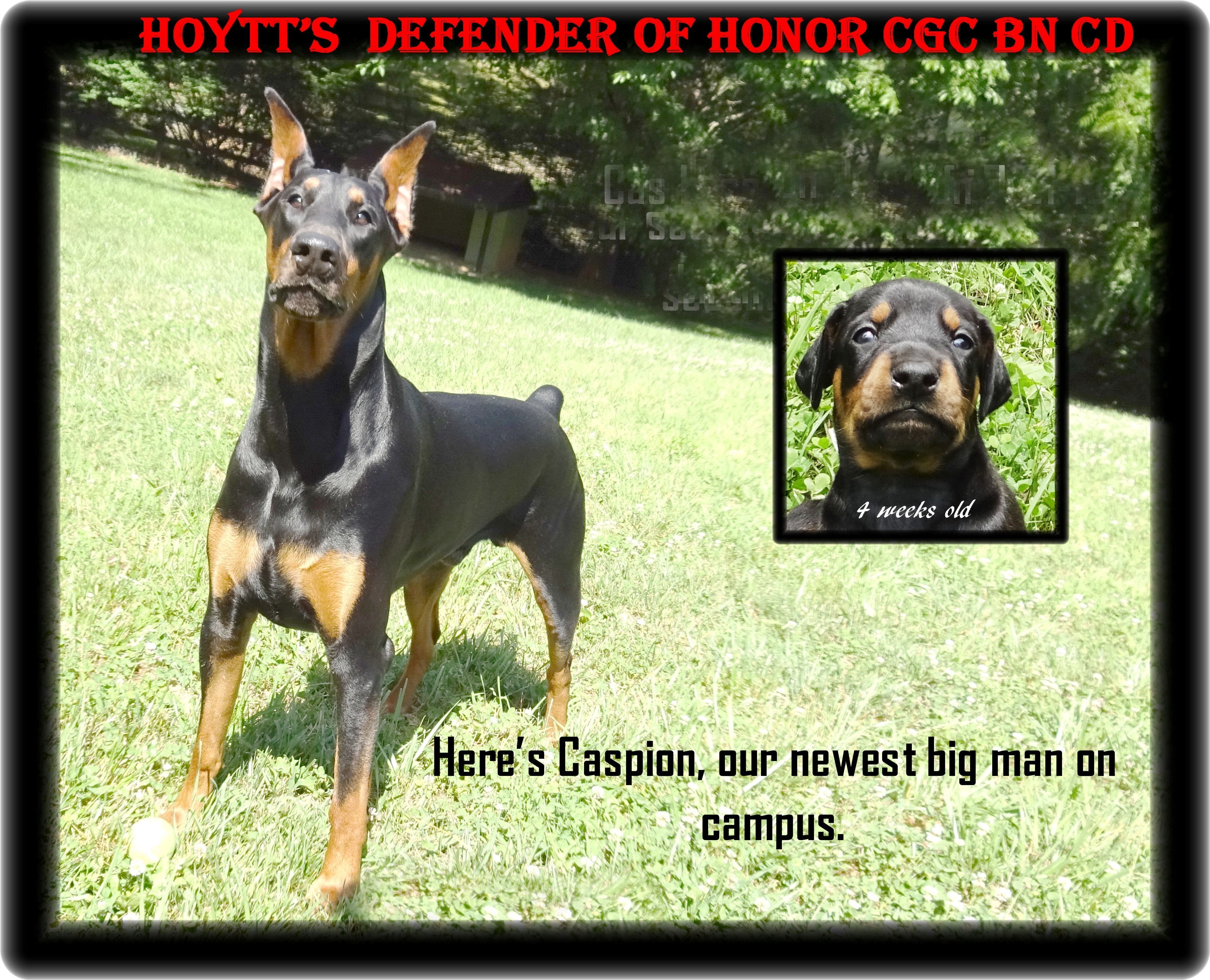 house of hoytt doberman prices