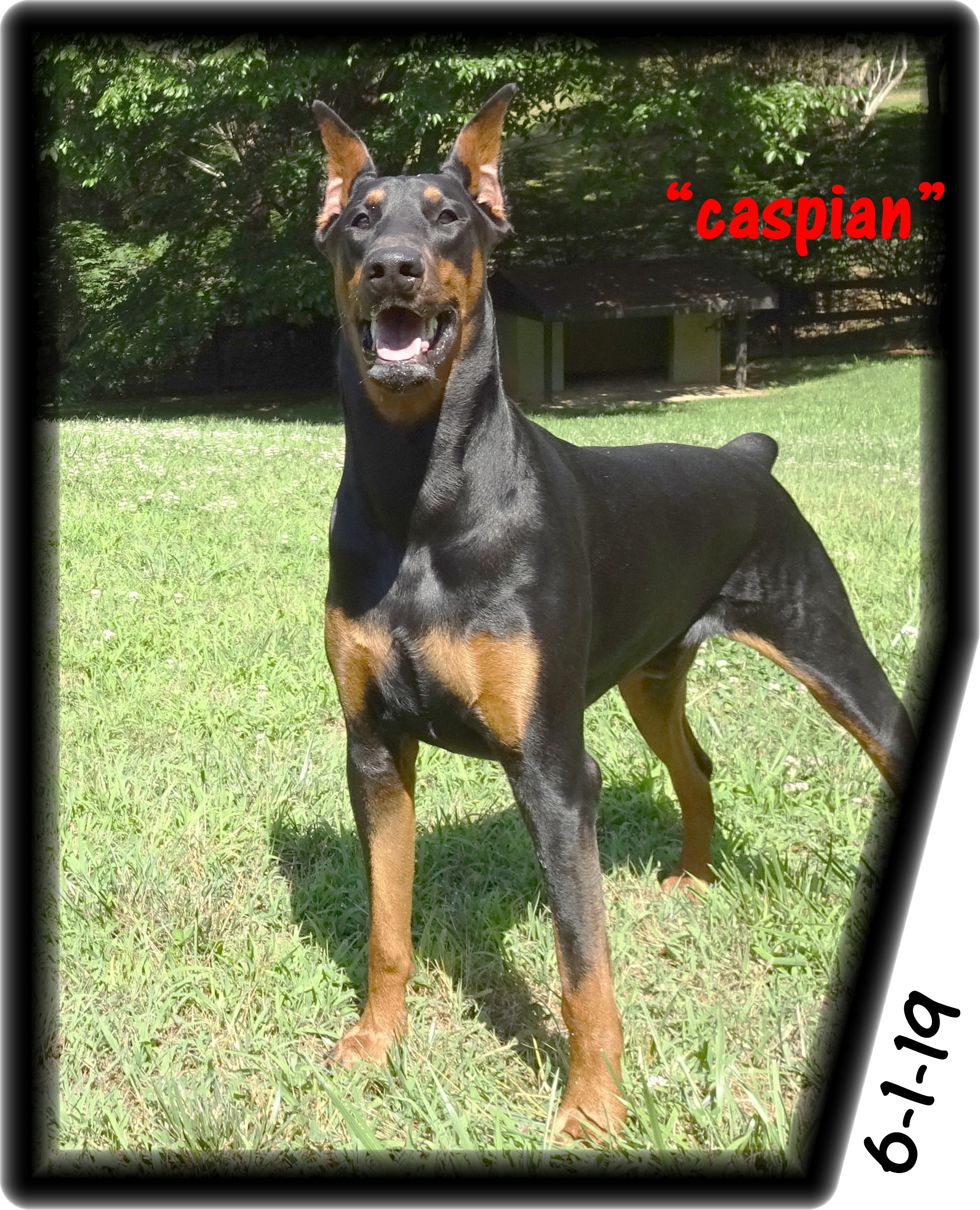 Caspian - Presidents Choice  - formally Hoytts Defender of Honor BN CD CGC TDI/  Mr. Hoytt's  next generations boy and second in command to  his London. see his early training video at the end of his photos