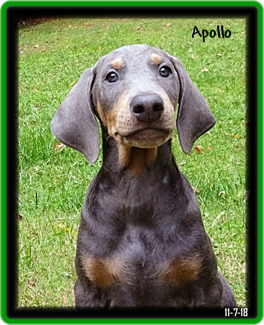 Apollo - Coronado's Apollo Von Hoytt  born 9-3-18 ... Zoey & Max pup / Home - Tulsa OK
