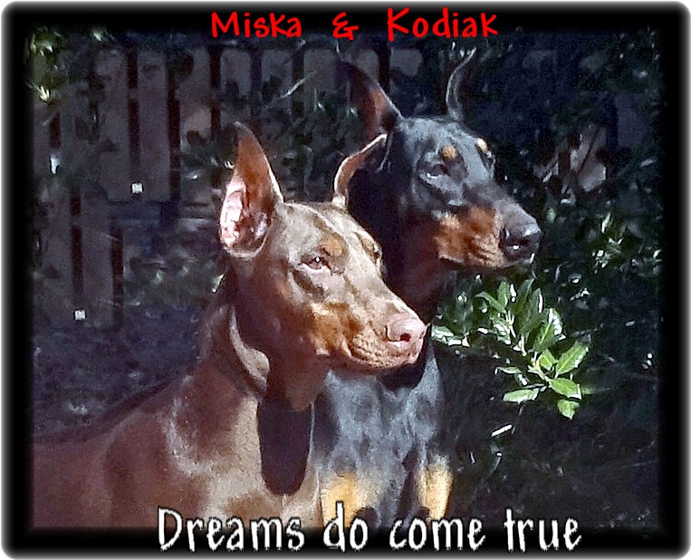 Addie ... Miska & Kodiak pup born 10-20-18 / home after SP1 - Butler PA.