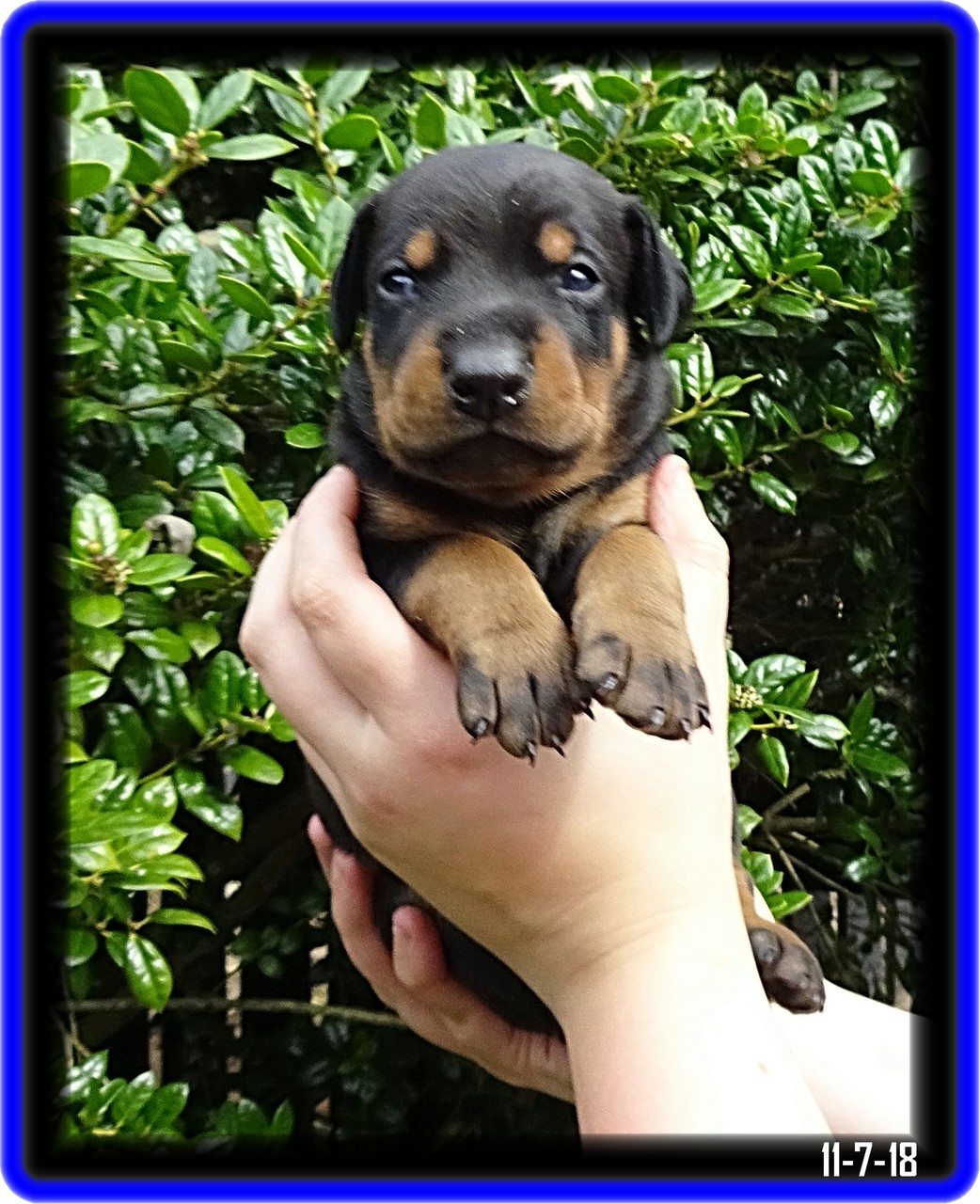 Skona ... Miska & Kodiak pup born 10-20-18... now at home in Kingsport TN