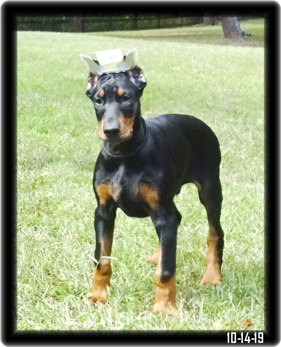 "The Dude"... born 7-21-19 out of Greta & Caspian finished our President's course with AKC Canine Good Citizen certification. Gentle as a lamb but still all DOBERMAN. HOME - established client - Missouri 