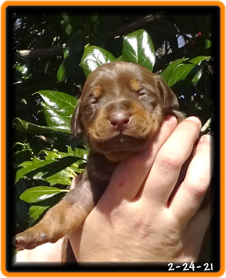 Ruby ... JJ & Buffy Valentines Day pup now home on the west coast. -Yep established client. 