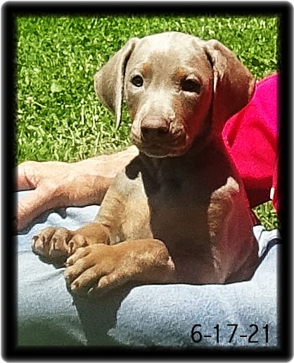 Mable ...Miska & Kodiak born 4-25-21 ... this golden girl has joined her family of five now in central TN. Baby kindergarten - leach training only. New Client. 