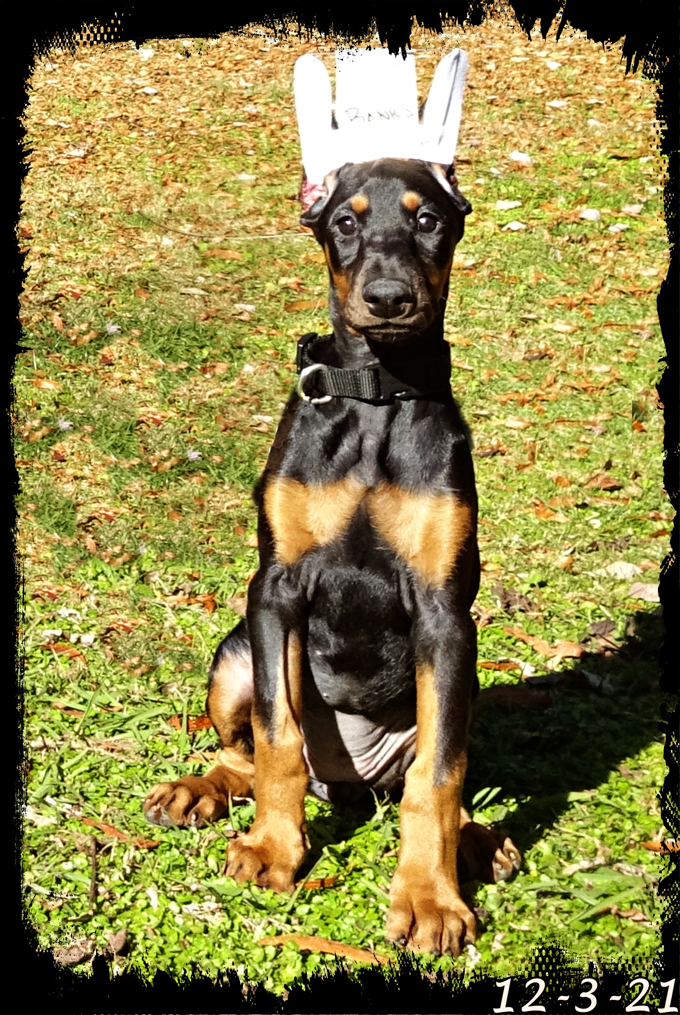 Banks RESERVED before birth - Emotional Support Companion -  next photo with her new mom at Dobefest - very well established Alabama family & a 11 yr old Hoytt named Forrest waiting to teach her about hiking too. Luna & Caspian pup. Click for updates