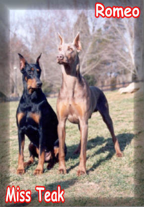 house of hoytt doberman