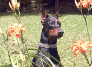 house of hoytt doberman prices