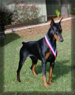 house of hoytt doberman prices