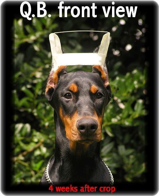 house of hoytt doberman prices