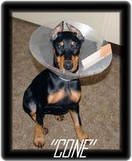 house of hoytt doberman prices