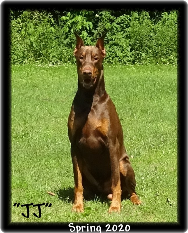 house of hoytt doberman prices