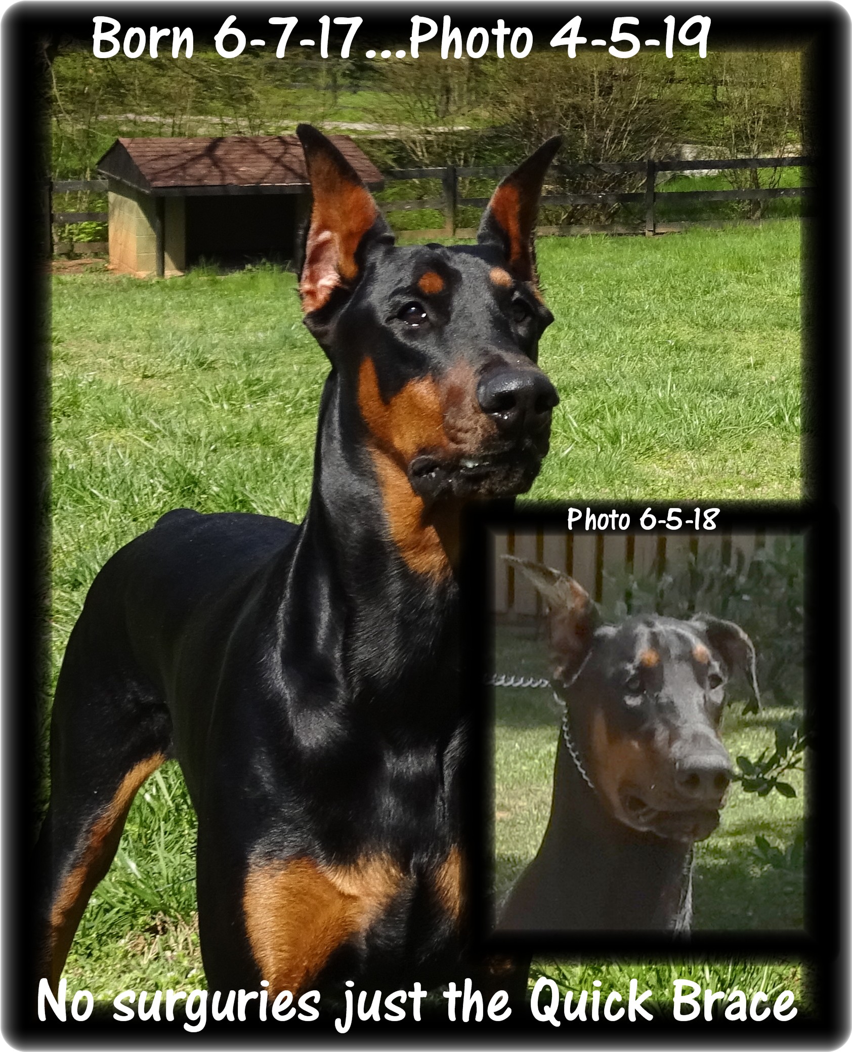 do dobermans ears stand all the time