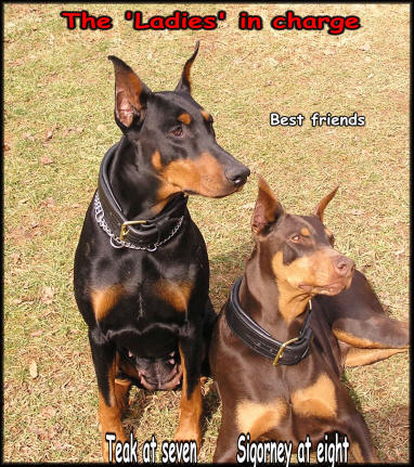 house of hoytt doberman prices