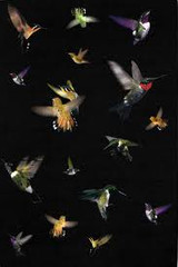 Alexander McQueen Cashmere Silk Aubusson Rug Hummingbird rug
