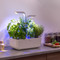 Veritable Classic Indoor Garden - In Use