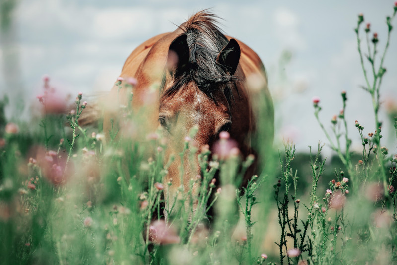 All About Allergies