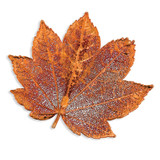 Full Moon Maple Leaf Pin Iridescent Copper Dipped BF1382