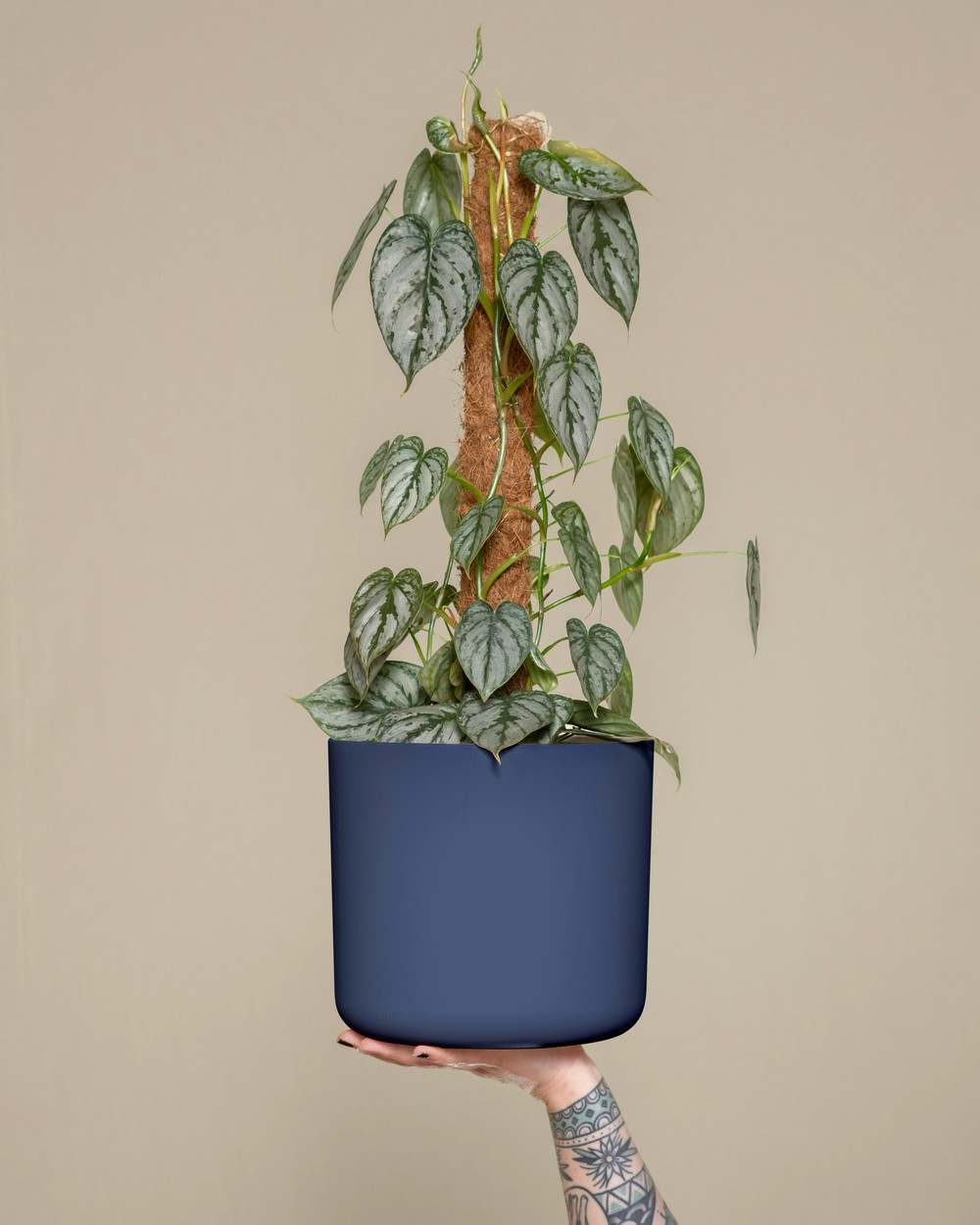 The Cylinder by Modern Botany