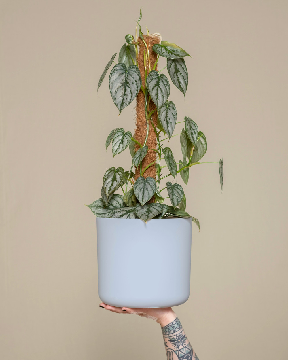 The Cylinder by Modern Botany