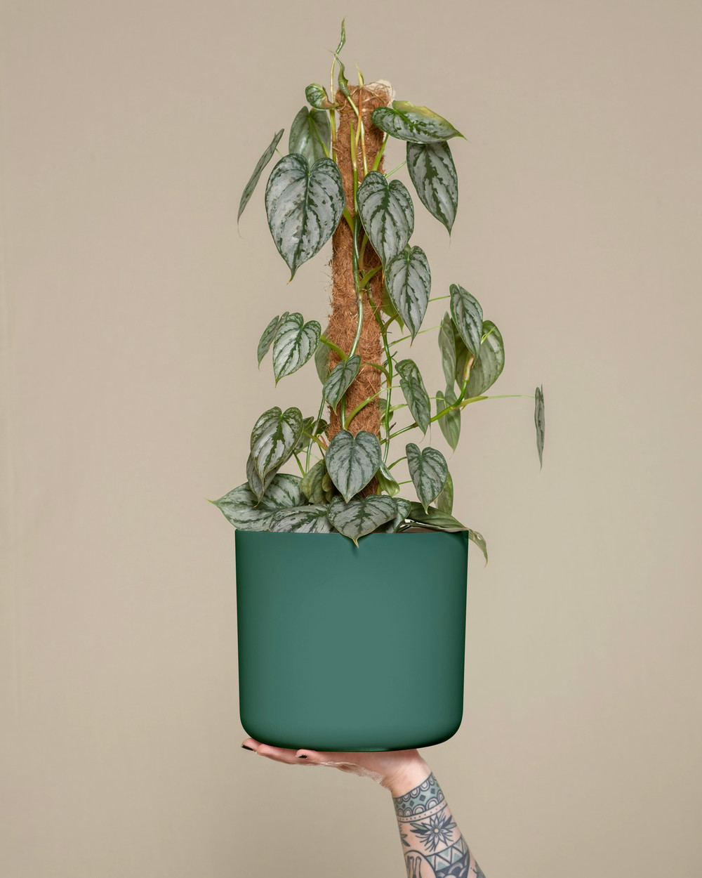 The Cylinder by Modern Botany