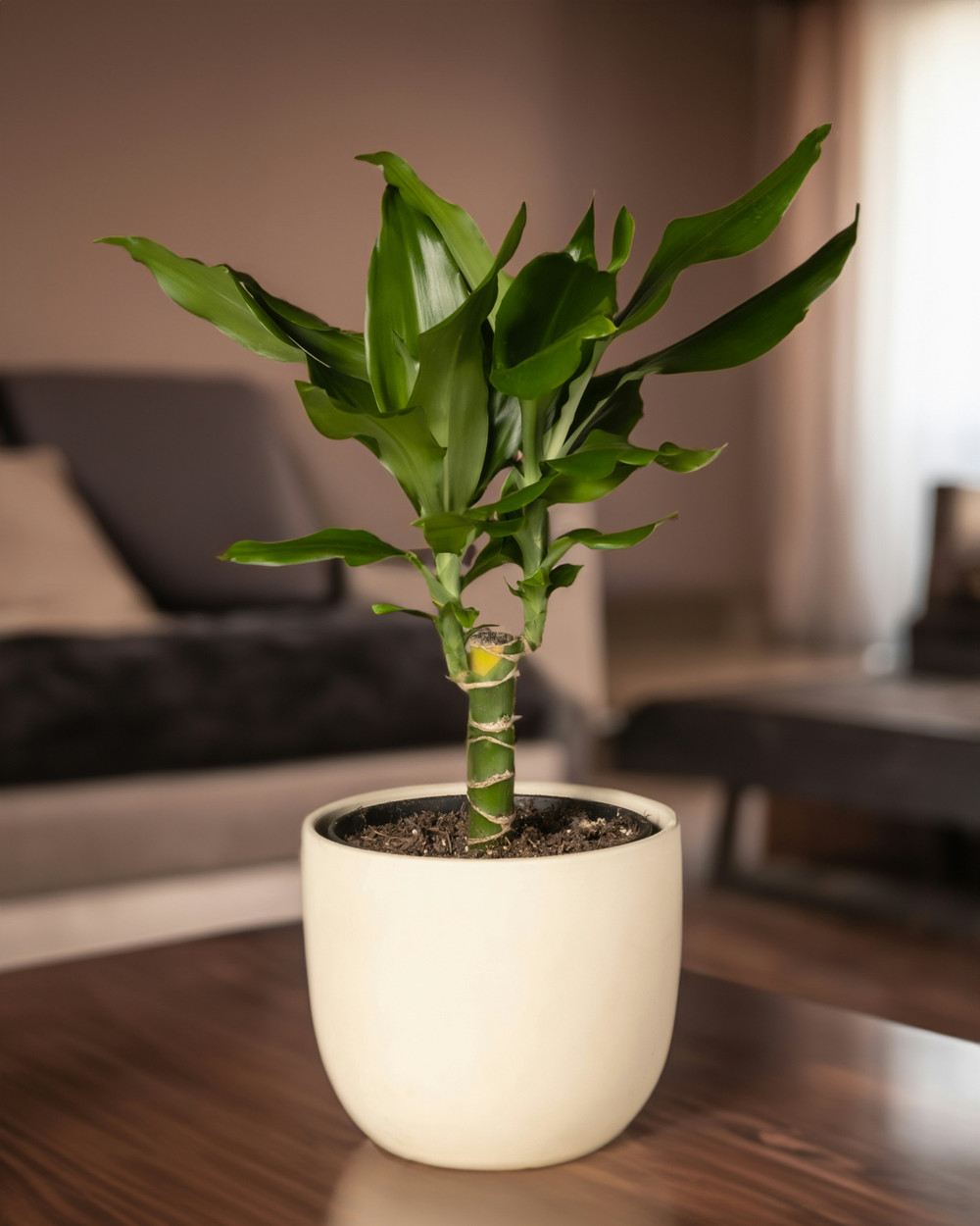 Dracaena