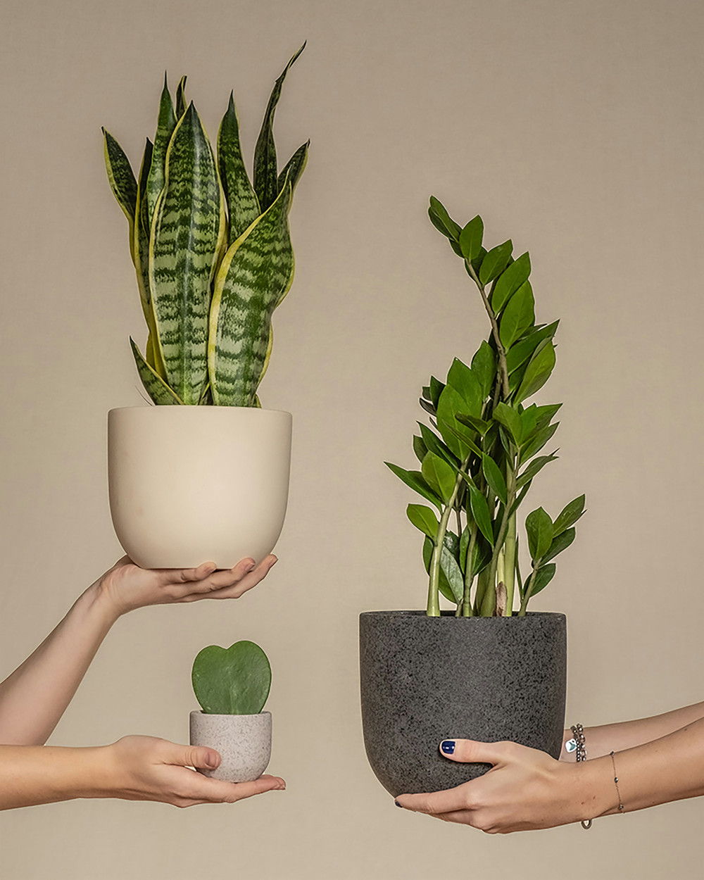 3 Plant Bundle
