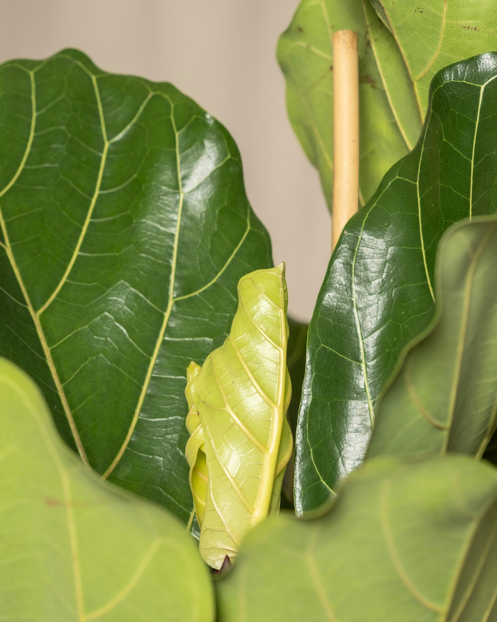 Fiddle Leaf Fig