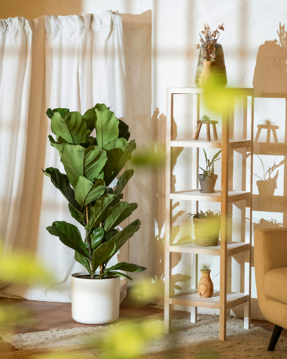 Fiddle Leaf Fig