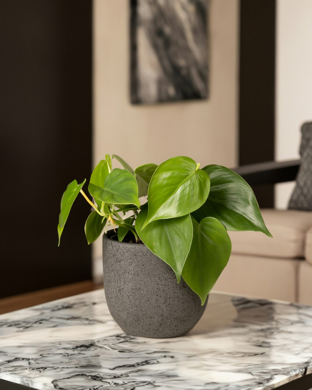 Pothos