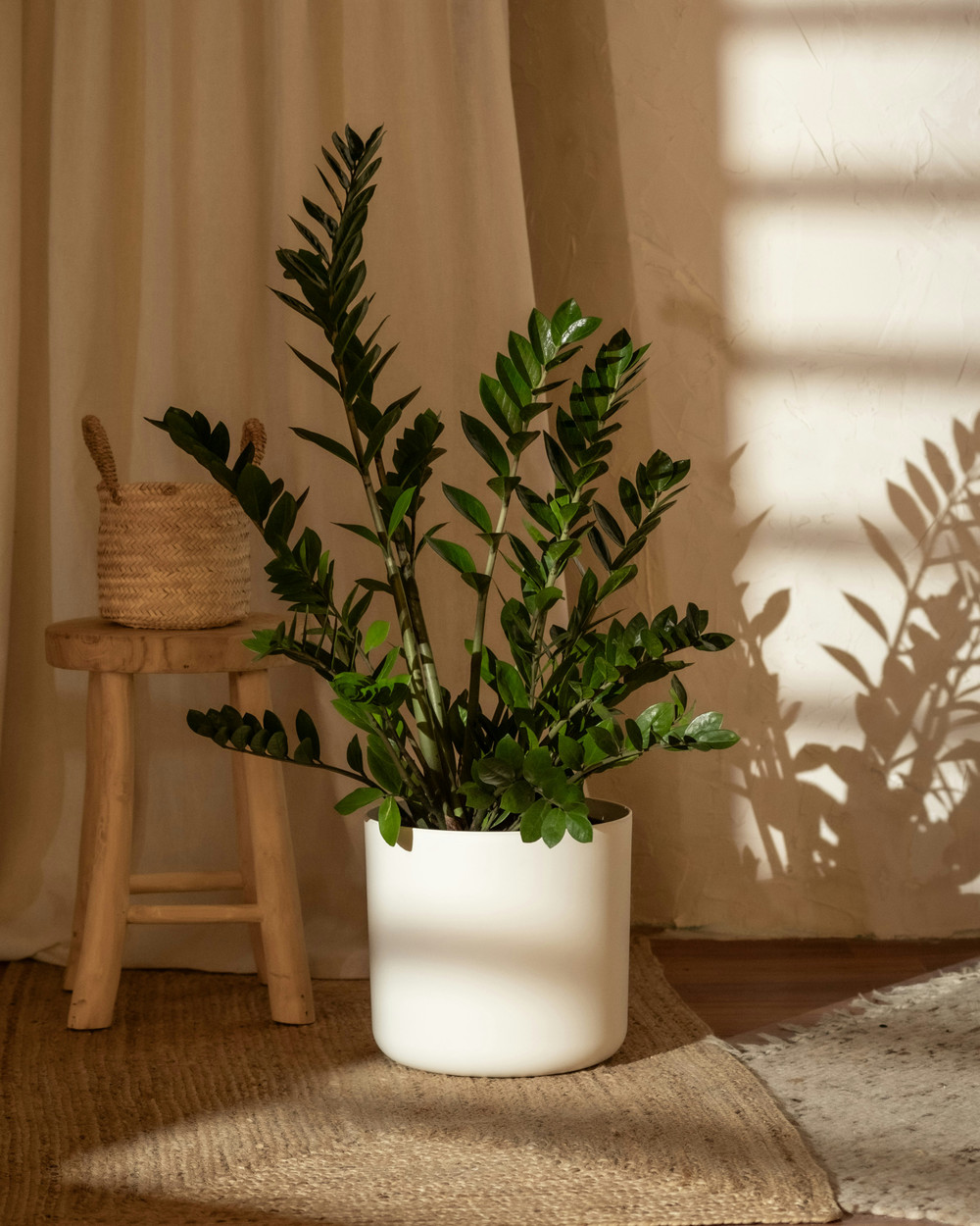 ZZ Plant