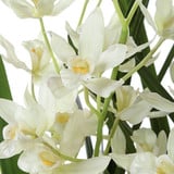 {"pim_id":"208_60227_a4_detail_new_2k","sku":"208_60227","media_type":"media"}