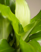 Dracaena