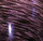 Purple Swirl