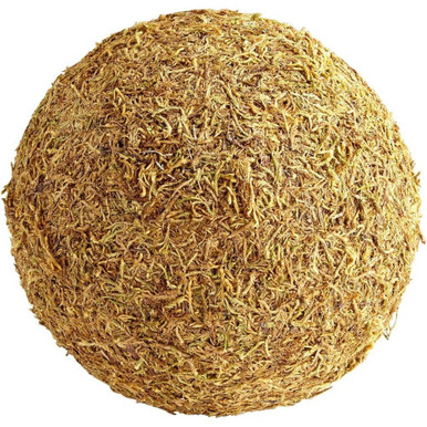 Extra Large st. Augustine Filler 10 Inch Wide by Cyan  - 07297