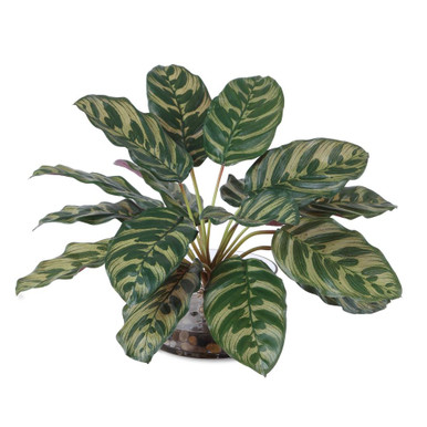 Peacock Plant Accent 13 Inch Tall and 15.5 Inch Wide by Uttermost - 60273