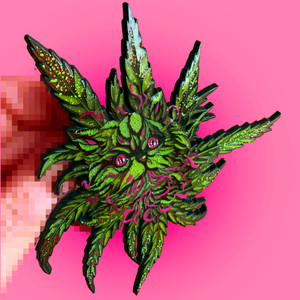 Casey Weldon's OG Meow Flower!!!