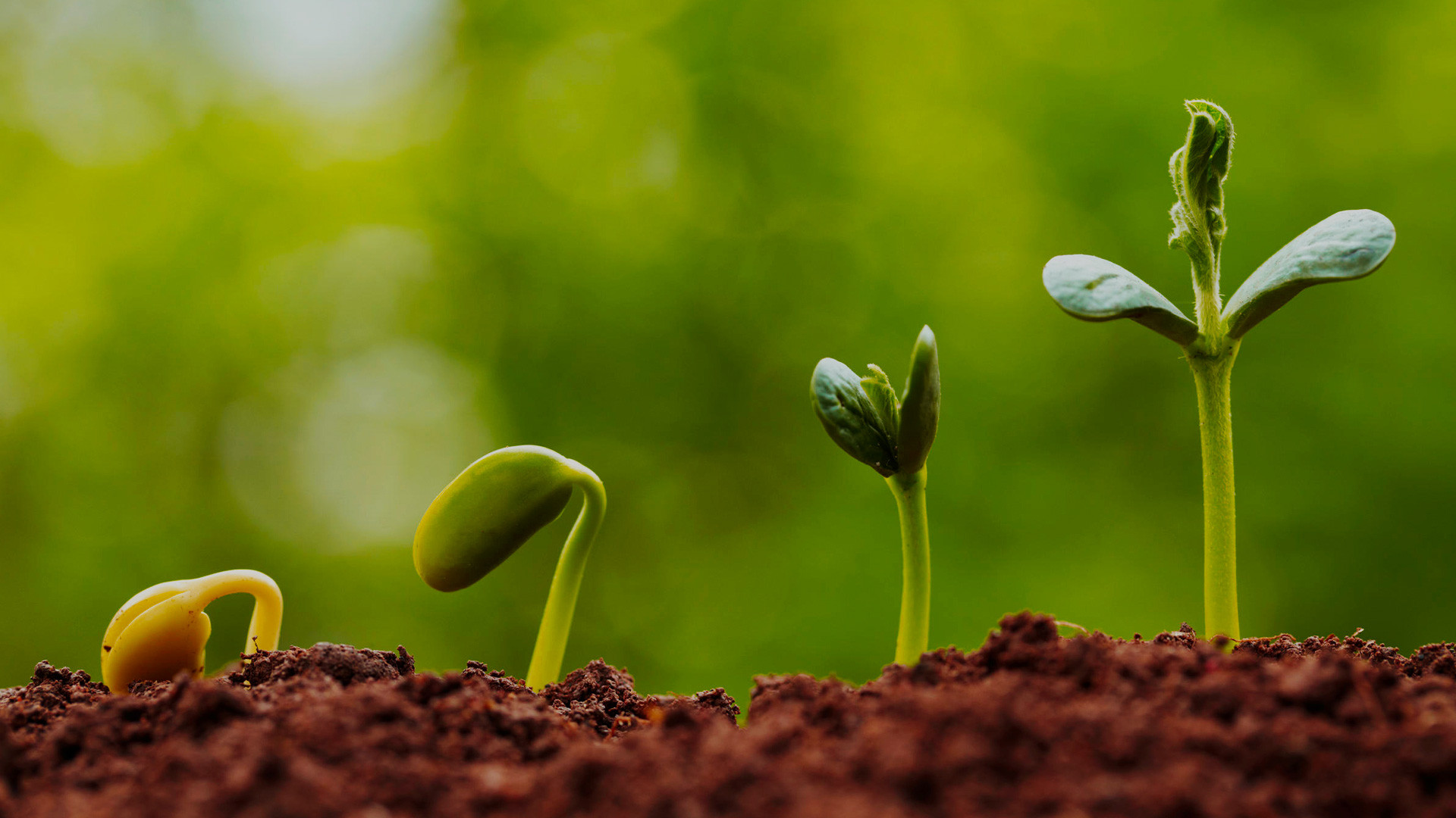 What does ‘biodegradable’ mean? FOOGO Green