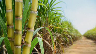 What is sugarcane bagasse?
