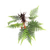 Fern Plant Miraculatus (36x50cm)
