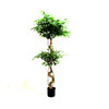 Clipped Ficus Two Ball Tree / 150cm