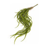 Amaranthus Green